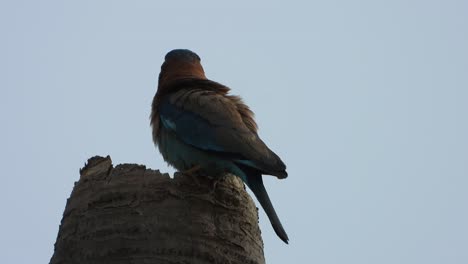 Indian-Roller-Chillen-Auf-Dem-Nest