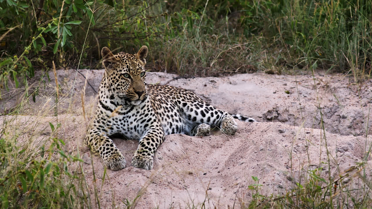 Telephoto view of alert African Leopard Panthera pardus lying on sandy patch