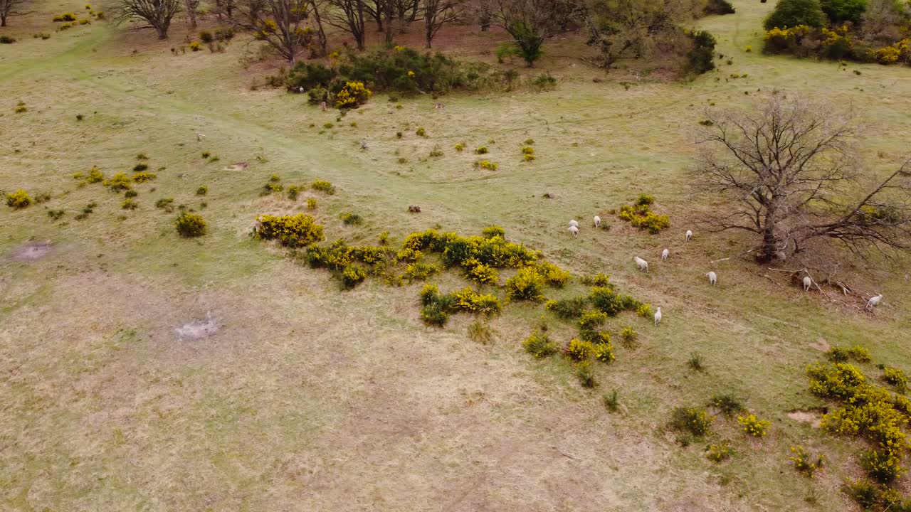 toma aérea giratoria de campo seco en la ciudad de thetford