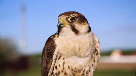 Saker-Falcon-making-strange-movements-with-its-head,-falconry,-portrait-shot