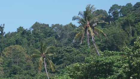 4k medium shot footage of palm trees moving with wind with tropical forest in the background