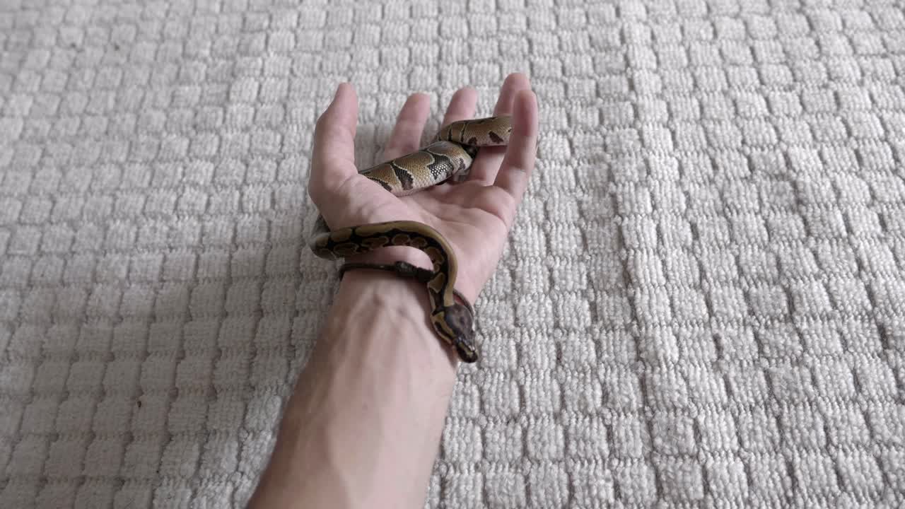 Baby phyton moving around hands