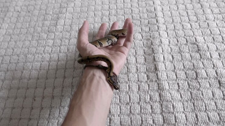 Baby phyton moving around hands