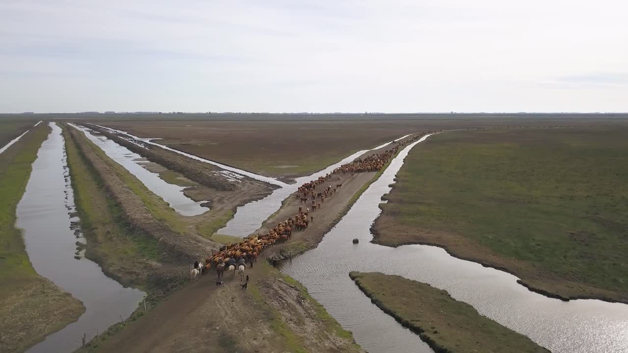 un rebaño de ganado guiado por vaqueros a lo largo de canales de agua en campos abiertos, luz del día, vista aérea