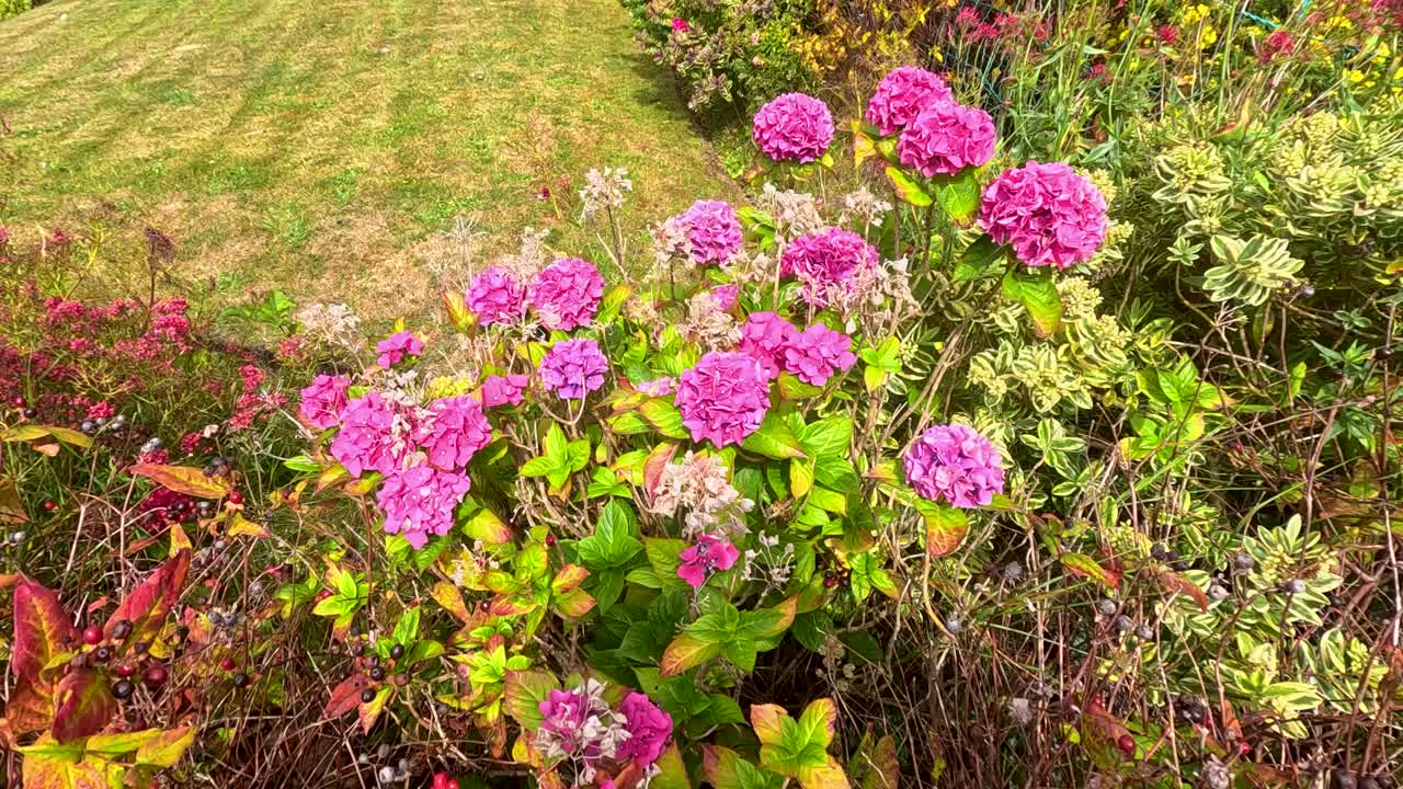 Pink Hydrangea macrophylla flowers gently move in the breeze within a sunlit garden in Broughty Ferry, Dundee. Static wide shot, natural daylight