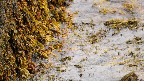 waves washing over seaweed-covered rocks