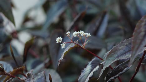 Drachenzunge-Blume-Leichte-Brise-Natur-Tierwelt