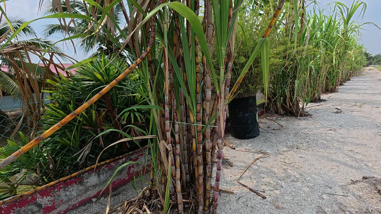 A dense cluster of mature sugarcane plants ready for harvest. The lush stalks are grown to extract their juice, which can be processed or consumed directly for its natural sweetness