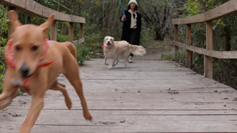 Two-dogs-run-across-bridge-in-slow-motion-during-dog-walk-on-a-hike-trail