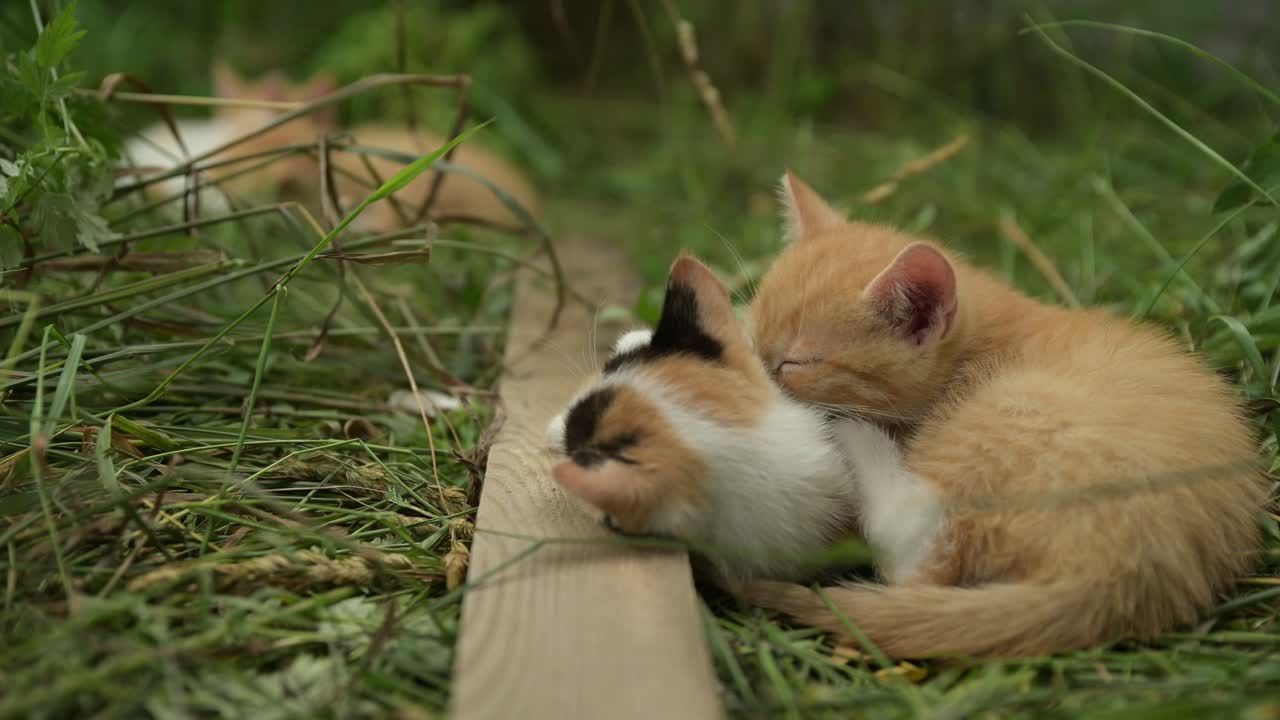 Due gattini a fuoco nitido, uno rosso e uno calico, con sfondo sfocato effetto bokeh