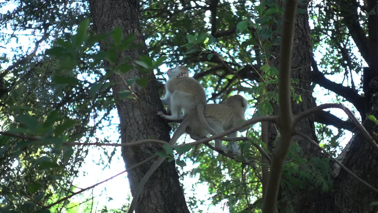Slowmotion of Two Young Wild African Monkeys Sitting in a Tree