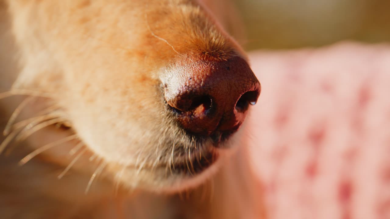 Close-Up of a Dog's Nose: Capturing the Intricate Details and Texture of a Dog's Snout in Natural Light, Showcasing Its Unique Characteristics and Whiskers