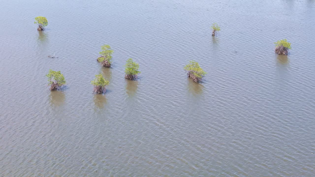Aerial View of Mangrove Trees in the Water
