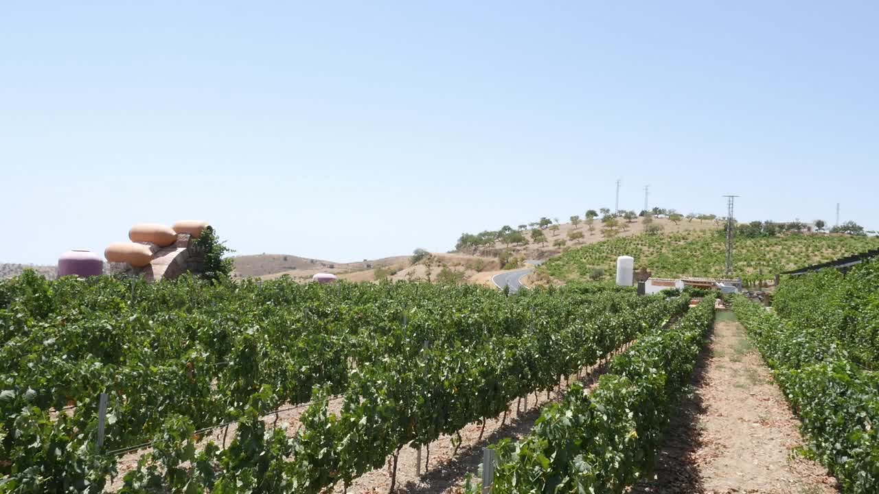 Rows of green vines in summer with winery tanks in the background. Agricultural landscape of viticulture and wine production. Grape cultivation in a warm, sunny climate