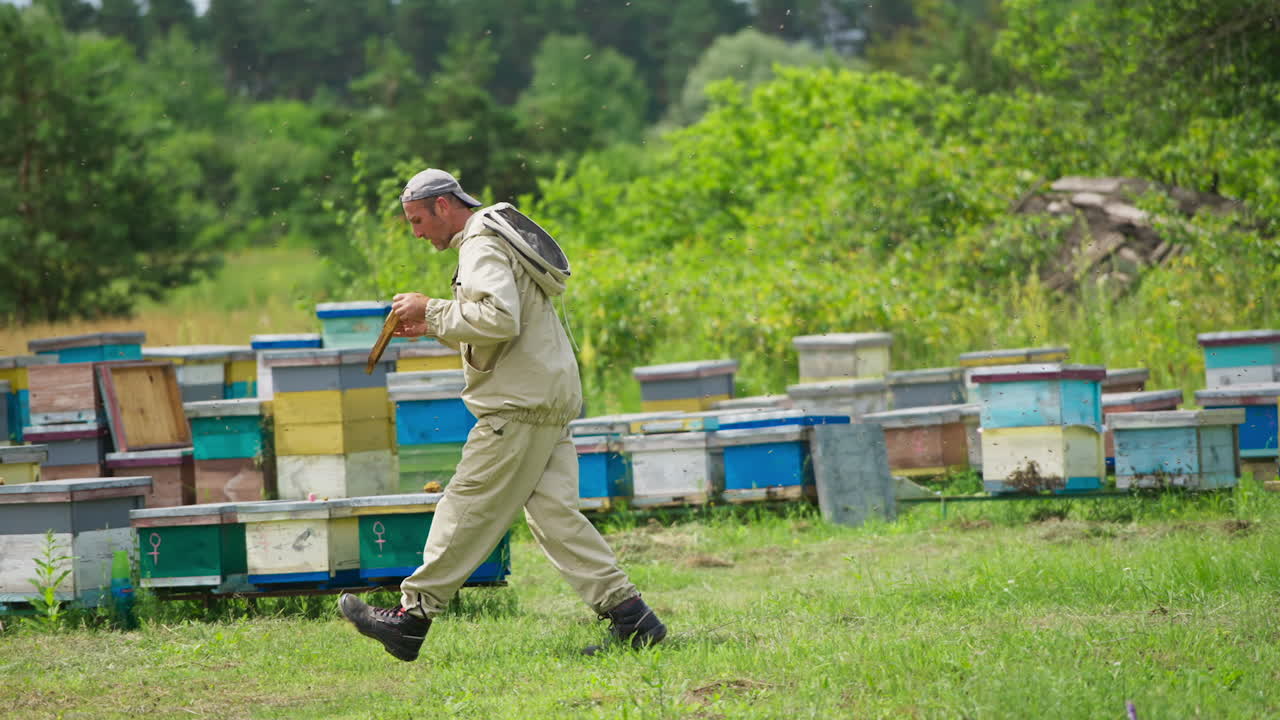 Beekeeper holding honey combs with bare hands and shaking off the bees. Man changing frames in the beehive. Bee farm background.