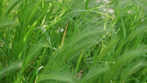 Campo-Verde-Joven-De-Cebada-En-El-Campo