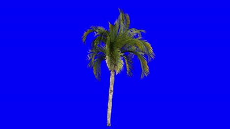 3D-queen-palm-with-wind-effect-on-blue-screen-3D-animation