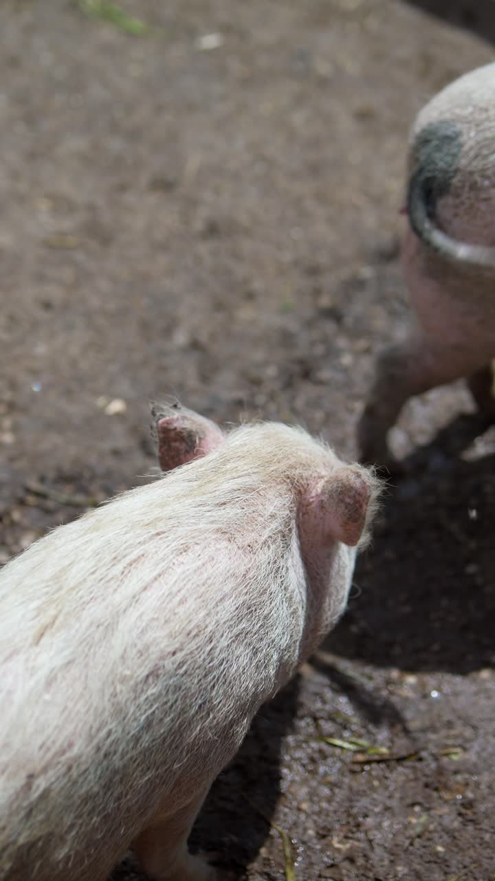 농장 마당 에 있는  돼지 들