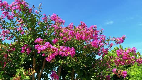 pink flowers blooming under a clear blue sky