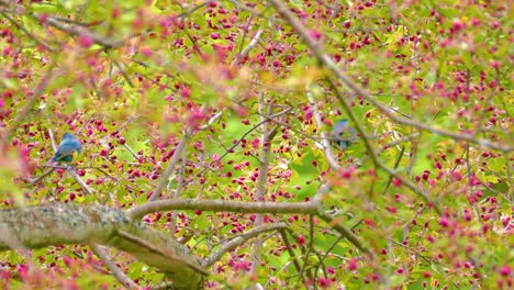 two vibrant indigo bunting birds hop between branches in a hawthorn tree in ottawa, ontario