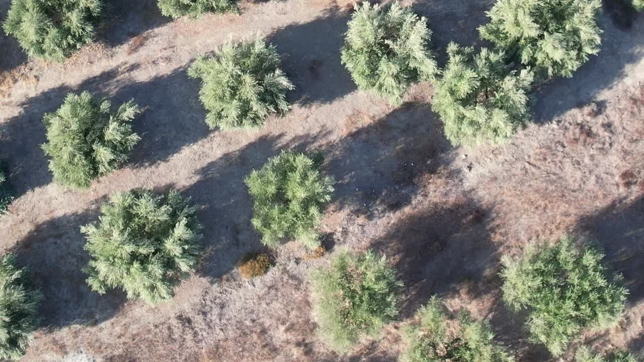 Expansive aerial view of olive trees in rural Greece during sunny weather