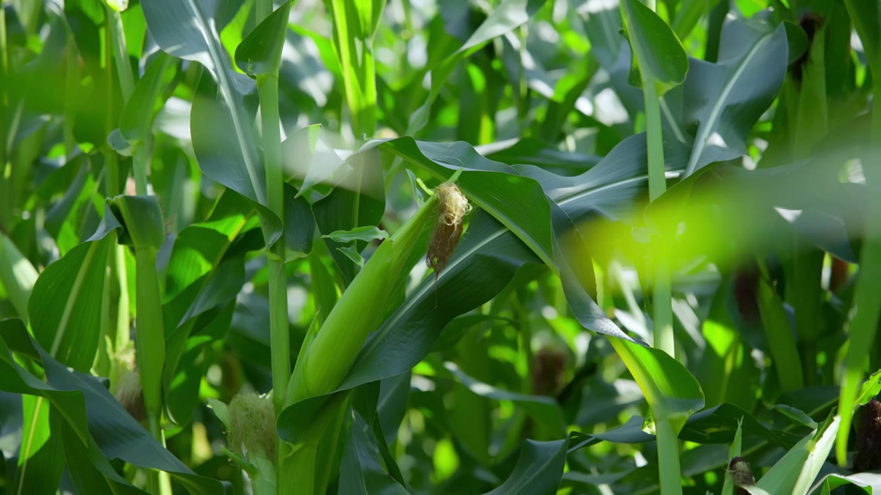Fresh Green Corn Cob Growing in a Sunny Field
