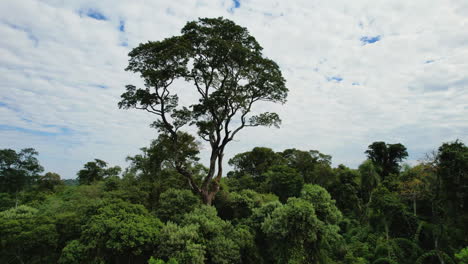 Palo-De-Rosa-Gigante-En-Medio-De-La-Selva-Nativa