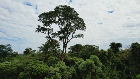 giant rosewood tree in the middle of the native jungle