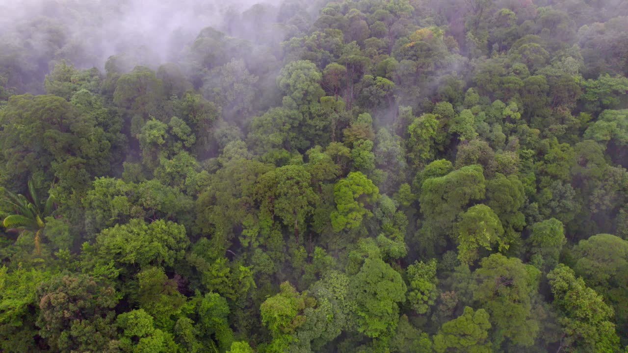 Séquences aériennes rotatives prises par un drone au-dessus d’une forêt tropicale dense et intacte dans le parc national de Bako, Sarawak, Malaisie, sur l’île de Bornéo recouverte par le brouillard matinal
