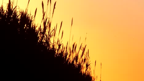 tall pampa grass moved by the wind and silhouetted against the orange dusk sky