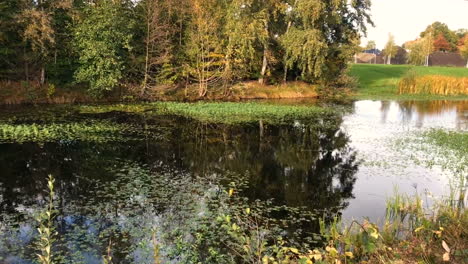 Herbstpark-Am-Bewachsenen-Teich