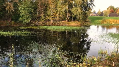 autumn park at the overgrown pond