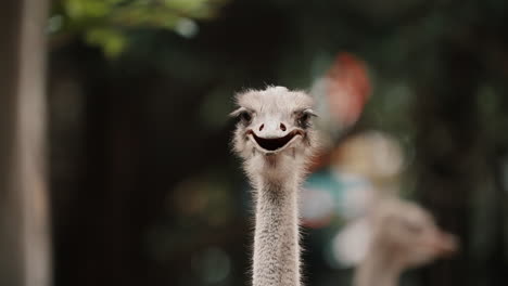 ostrich head with funny face and long neck, another one passing by in foreground