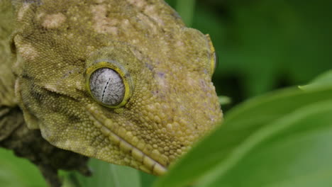 gecko de nueva caledonia cerrar la cara en el árbol