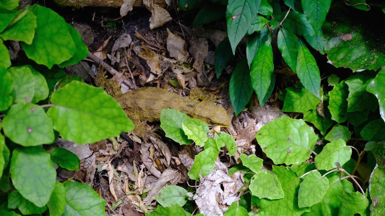 Endemic New Zealand tuatara nestled amongst forest leaves in Zealandia Wellington NZ Aotearoa