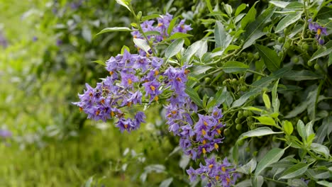 wide shot of chilean potato vine, solanum crispum moving in the summer breeze