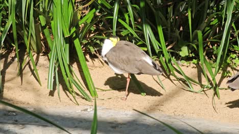 Millas-Vanellus---Avefría-Enmascarada,-Ave-Zancuda-De-Australia-Y-Nueva-Zelanda-Con-Un-Hermoso-Fondo