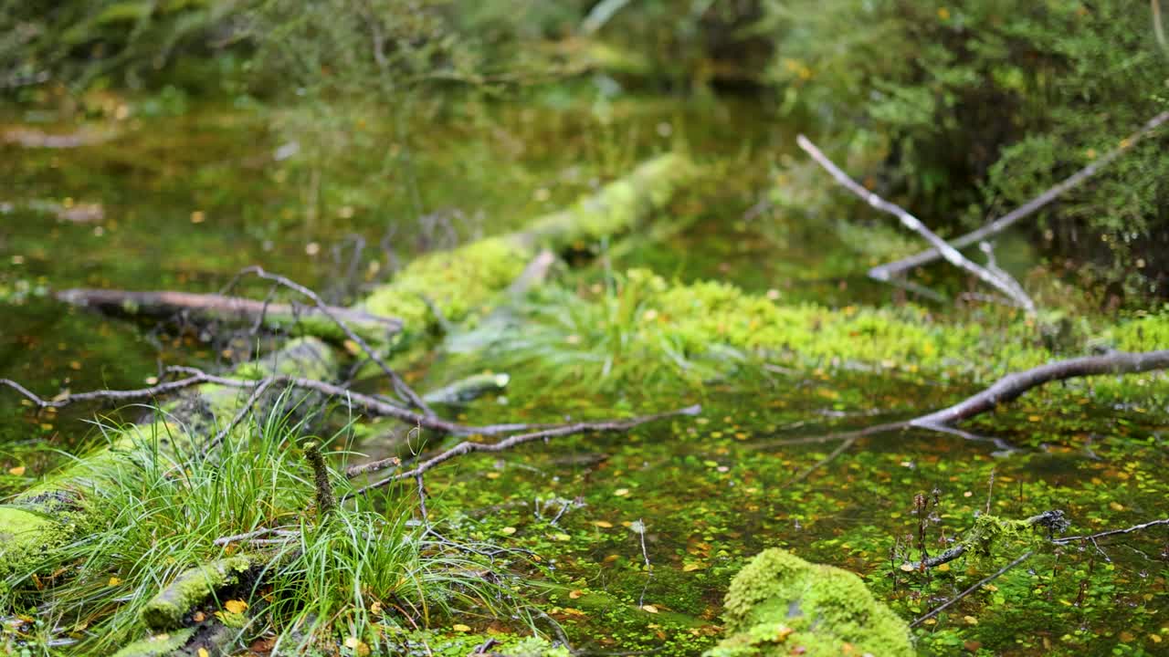 Close-up of water droplet splashing in lush, mossy forest puddle with natural daylight