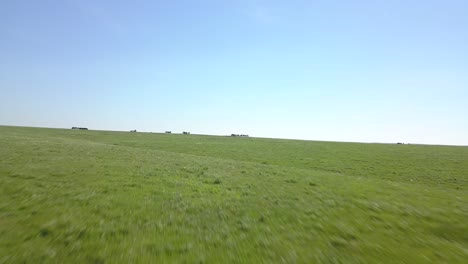 Drone-moves-through-the-green-grass-of-the-Kansas-flint-hills-and-reveals-a-herd-of-wild-horses-in-the-distance