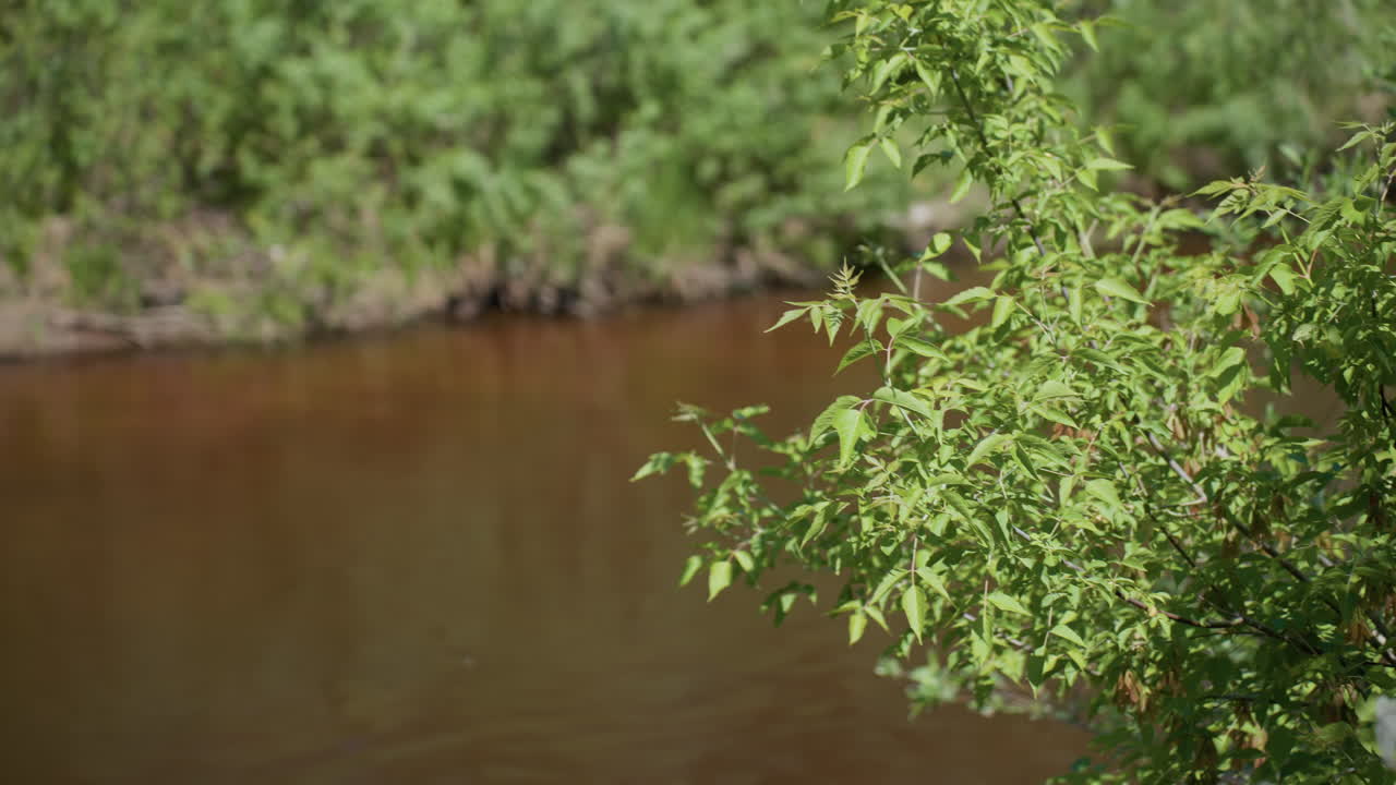 blurry brown river water with crisp green leaves in front, gentle swaying foliage casting soft shadows, subtle ripples create calm nature scene, vibrant contrast between earthy tones and fresh greenery