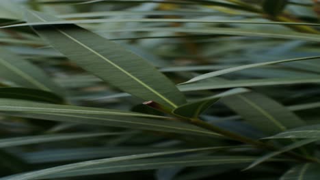 close-up view of green leaves