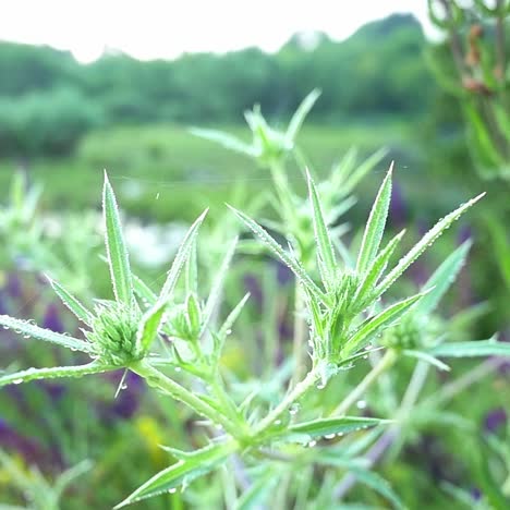 eryngium campestre growing in nature slow motion