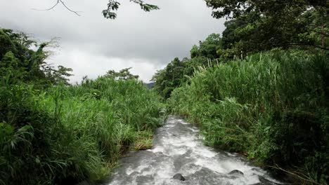 white water river stream in lush wetland jungle valley in costa rica