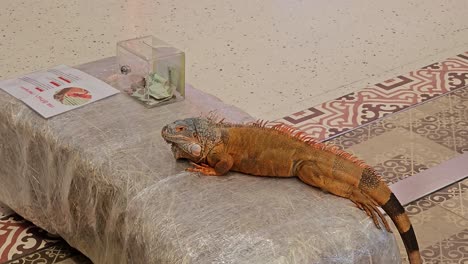 Green-Iguana-Lying-on-Table-Near-Tip-Box-With-Thai-Money-in-Hua-Hin-Shopping-Mall-Thailand