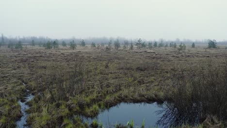 Swamp-in-a-mist-and-fog-with-single-standing-trees-and-grey-grass-and-plants-drone-aerial-fly-forward