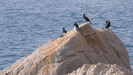 cormorões e gaivotas na rocha com fundo azul do mar