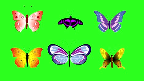 animated colorful beauty butterfly on green screen chroma key