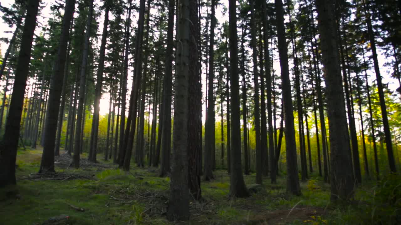 Panoramica di molti alberi in una foresta verde brillante.