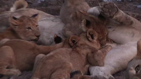 Cerrar-Cachorros-De-León-Amamantando-A-La-Madre-Leona