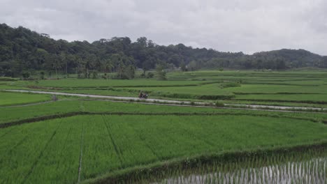 Scooter-parked-between-lush-green-rice-paddies-at-Sumba-island,-aerial